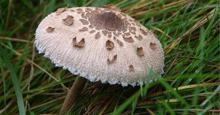 Uważaj na grzybach. Ten okaz można łatwo pomylić z "trujakiem"