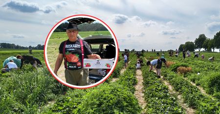 Byliśmy na samozbiorach. Tłumy na plantacji. Rolnik: tylko 17 zł/kg