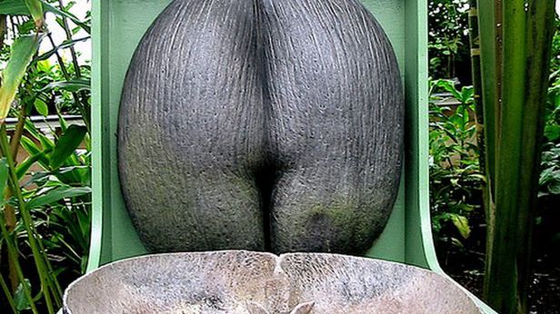 10 niesamowitych faktów na temat pupy 1