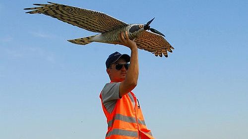 Mechaniczny jastrząb ochroni lotnisko [wideo] 1