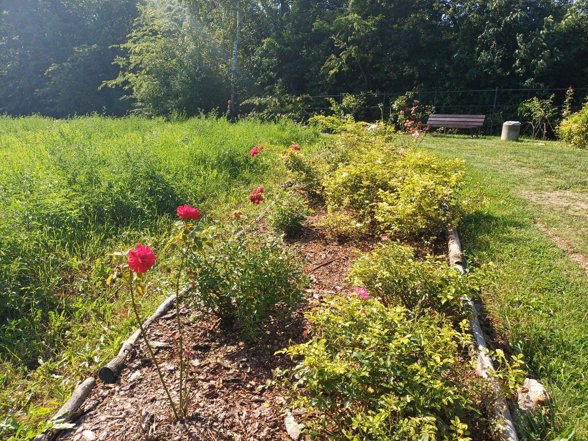 Śląski Ogród Botaniczny w Radzionkowie