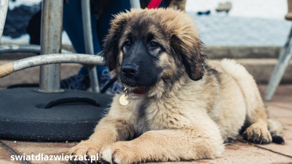Leonberger szczeniak