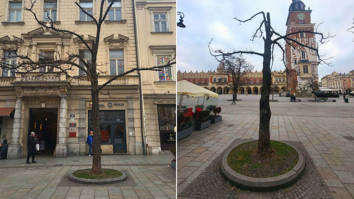 Drzewo stojące na rynku w Krakowie zostanie wycięte  