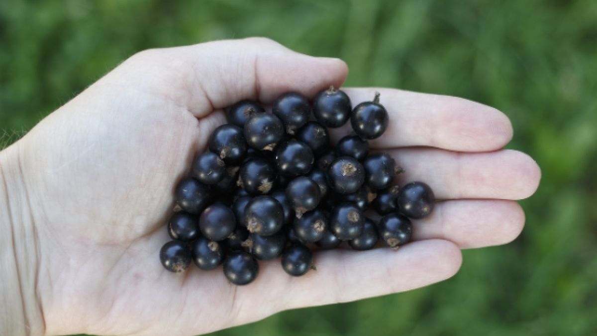 Tegoroczne ceny czarnej porzeczki szokują
