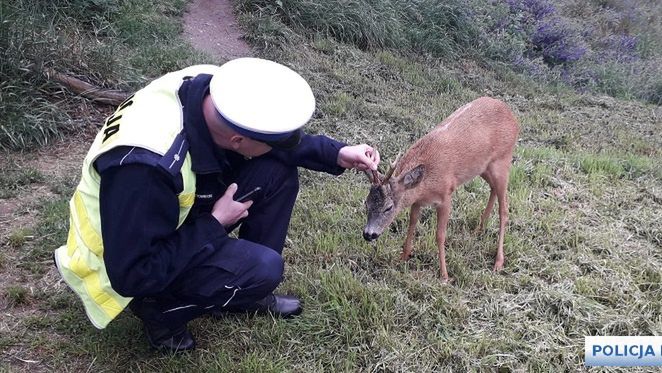 Wrocław. Jelonek na autostradzie A4. Musiała interweniować policja