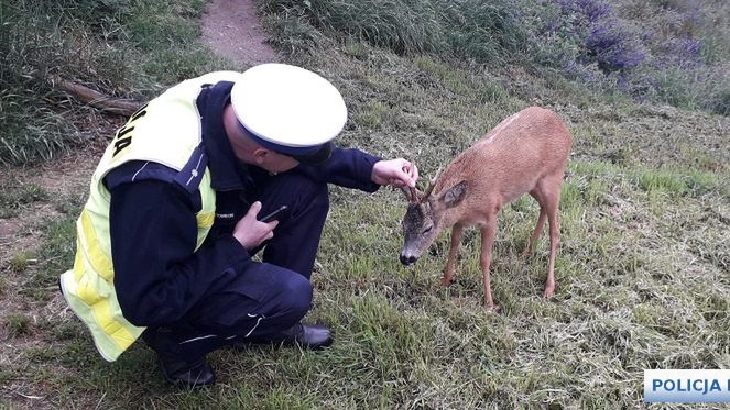 Wrocław. Jelonek na autostradzie A4. Musiała interweniować policja