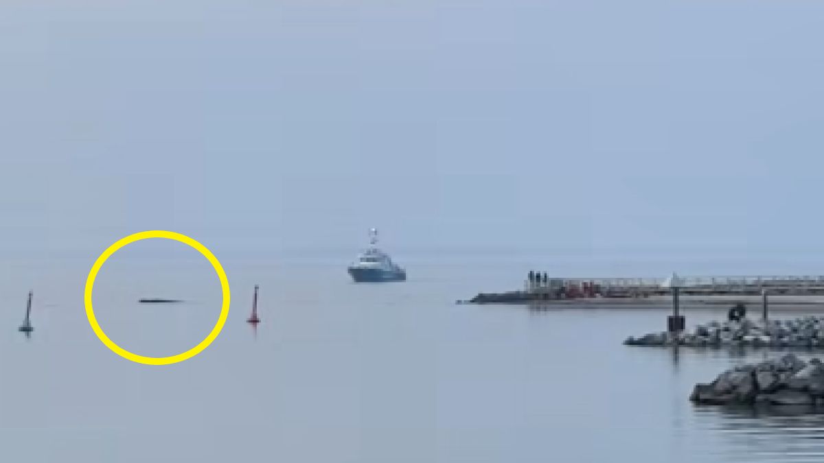 Walka o życie wieloryba, który utknął na mieliźnie