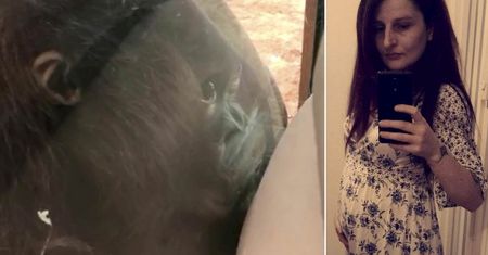Orangutan w zoo całuje przed szybę brzuch kobiety w ciąży. Film zrobił furorę w internecie