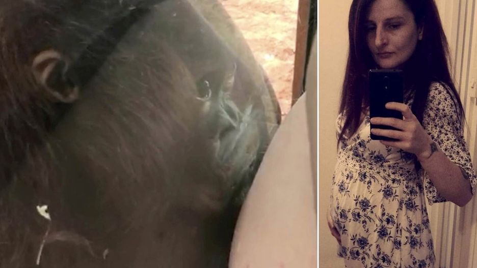 Orangutan w zoo całuje brzuch kobiety w ciąży. Film zrobił furorę w internecie