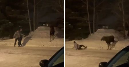 Natychmiastowa karma. Turyści dokuczali łosiowi. Kiepsko skończyli
