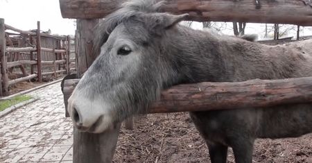 Zoo w Mariupolu po ostrzałach. Działa nieprzerwanie od początku wojny