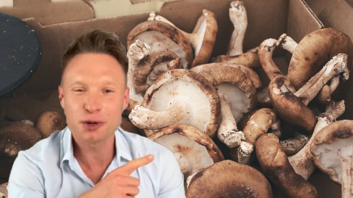 Michał Wrzosek o właściwościach najzdrowszego grzyba na świecie