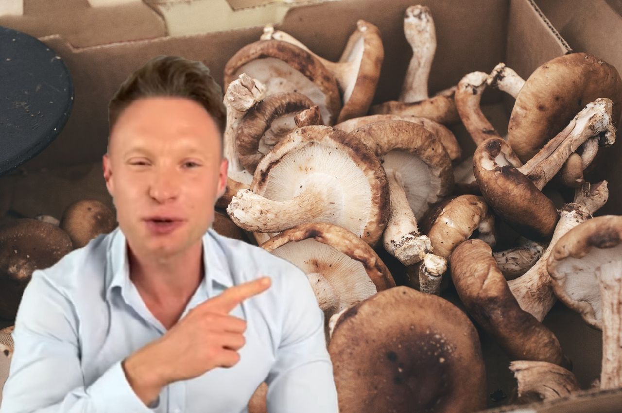 Michał Wrzosek on the properties of the healthiest mushroom in the world