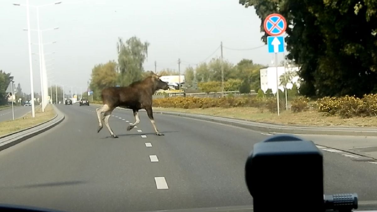 Zwierzę na drodze — takie zdarzenie miało miejsce we Włocławku