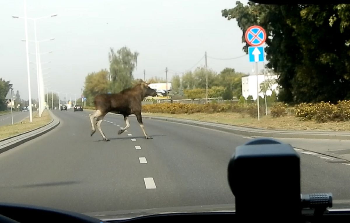 Potrącone lub martwe zwierzę na drodze. Za nieudzielenie pomocy grozi grzywna