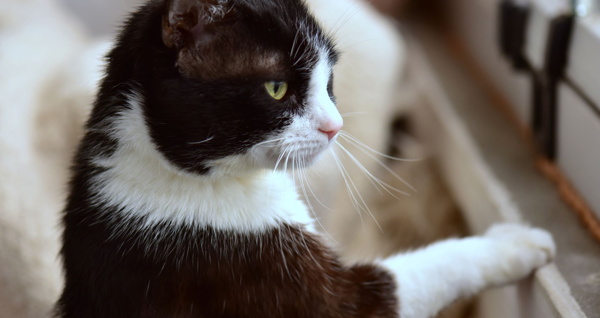 Koty tuxedo są bardzo fotogeniczne