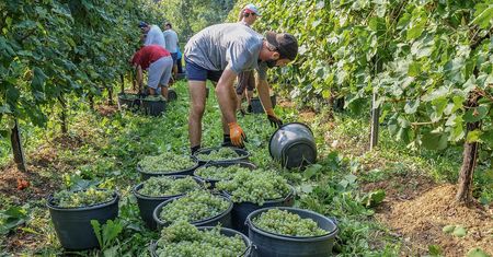 Nie ma chętnych do produkcji Prosecco. Włoska firma ma wielki problem