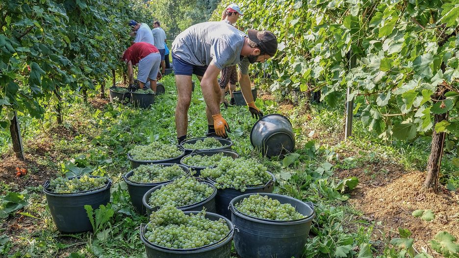 Nie ma chętnych do produkcji Prosecco. Włoska firma ma wielki problem