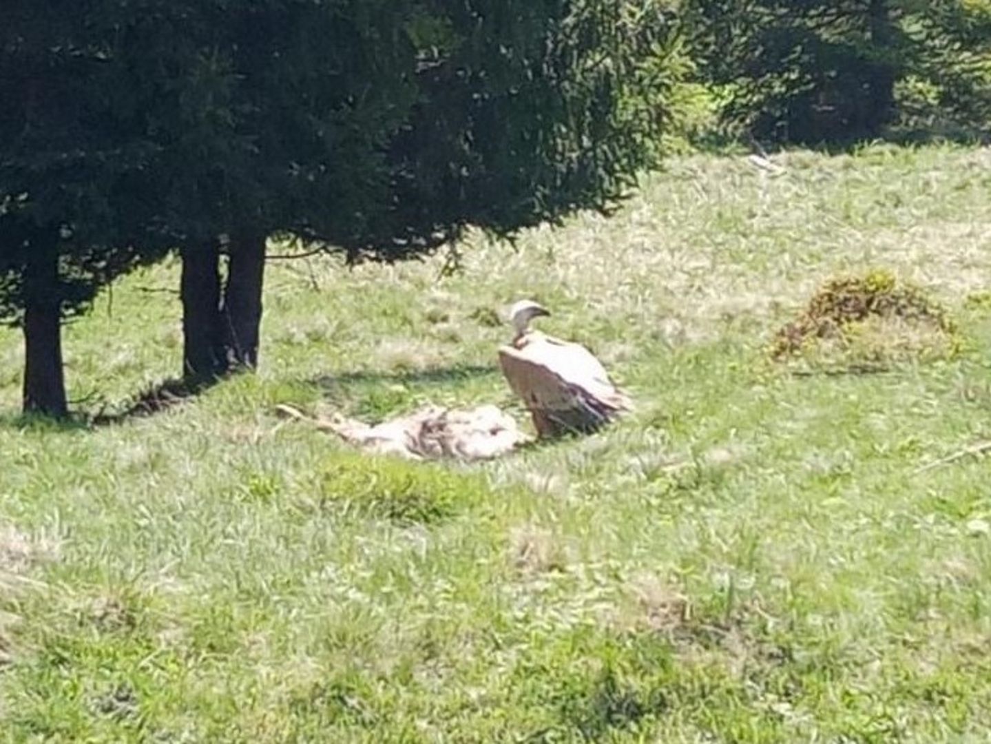 Sensacja w Nowym Targu. Leśniczy nie wierzył własnym oczom