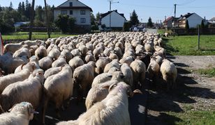 Walczą o turystów jak mogą. Darmowe atrakcje i niższe ceny