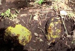 Rosja. Klejnoty zakopane w plastikowych workach. Las skrywał tajemnice wartą miliony