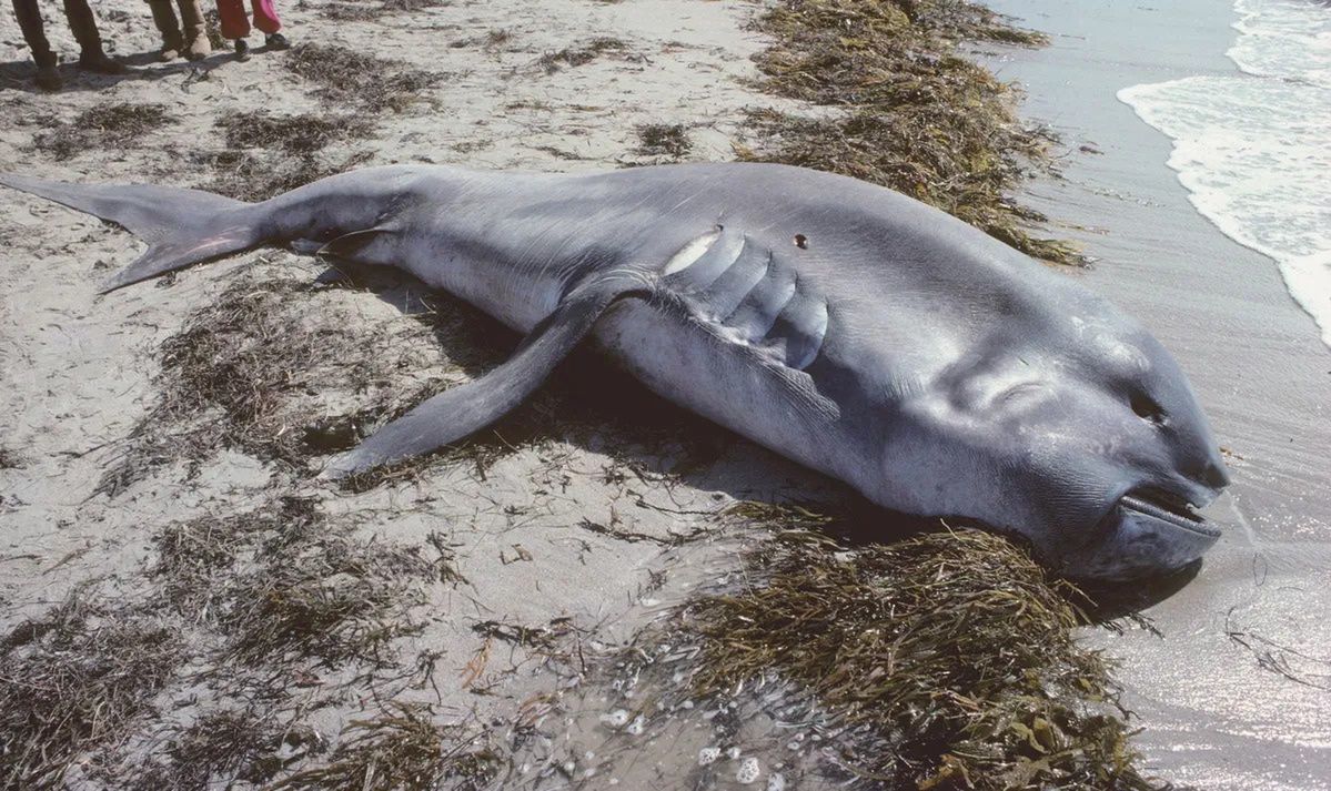 Rekin wielkogłowy wyrzucony na plażę