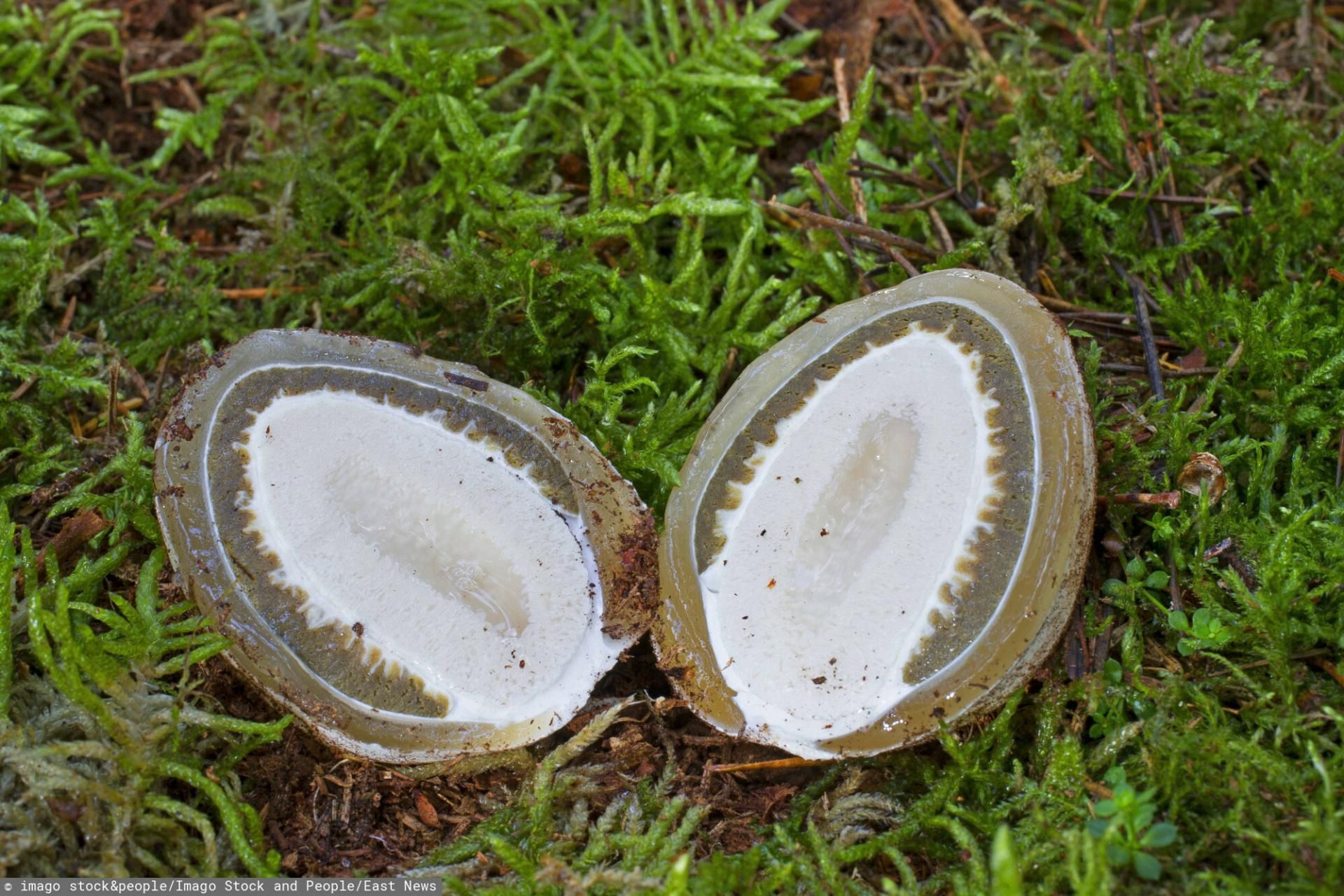 Czarcie jajo można spotkać niemal w całej Polsce