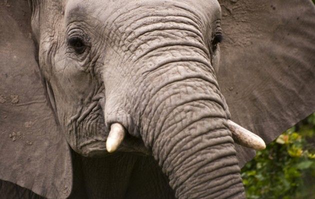 Czy słonie wyginą za 15 lat?