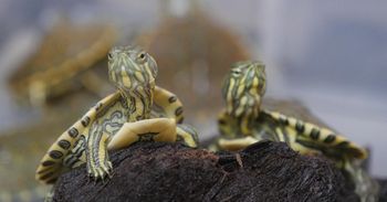Łódź: GemstoneEXPO i Festiwal Egzotycznych Zwierząt już w weekend 11-12 października
