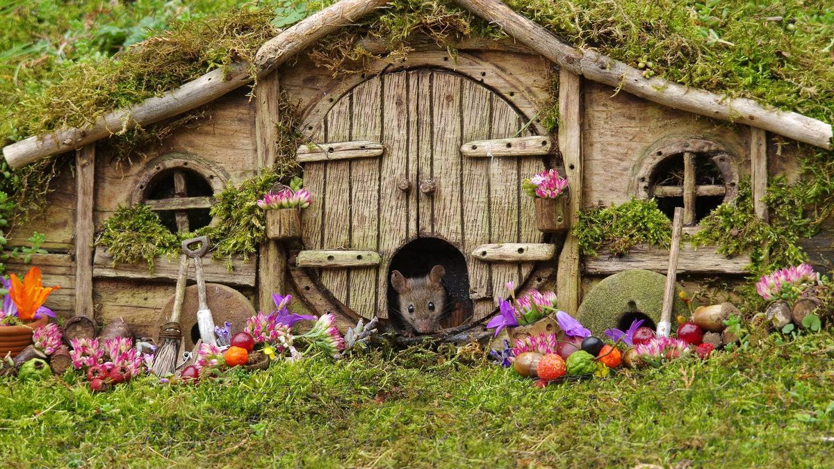 W jego ogrodzie zamieszkały myszy. Dał im dom i robi piękne zdjęcia 1