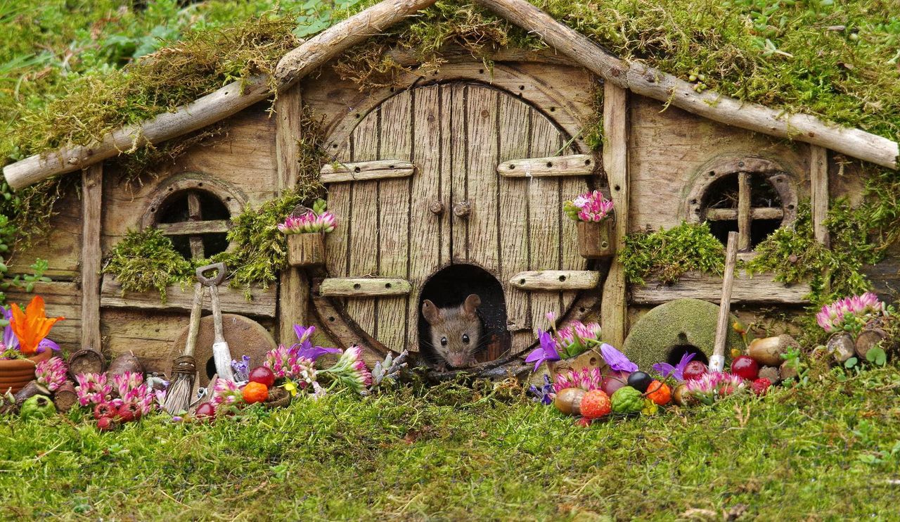 W jego ogrodzie zamieszkały myszy. Dał im dom i robi piękne zdjęcia