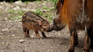 Powiat piotrkowski: ASF. Jeden dzik zdrowy, ale zagrożenie trwa
