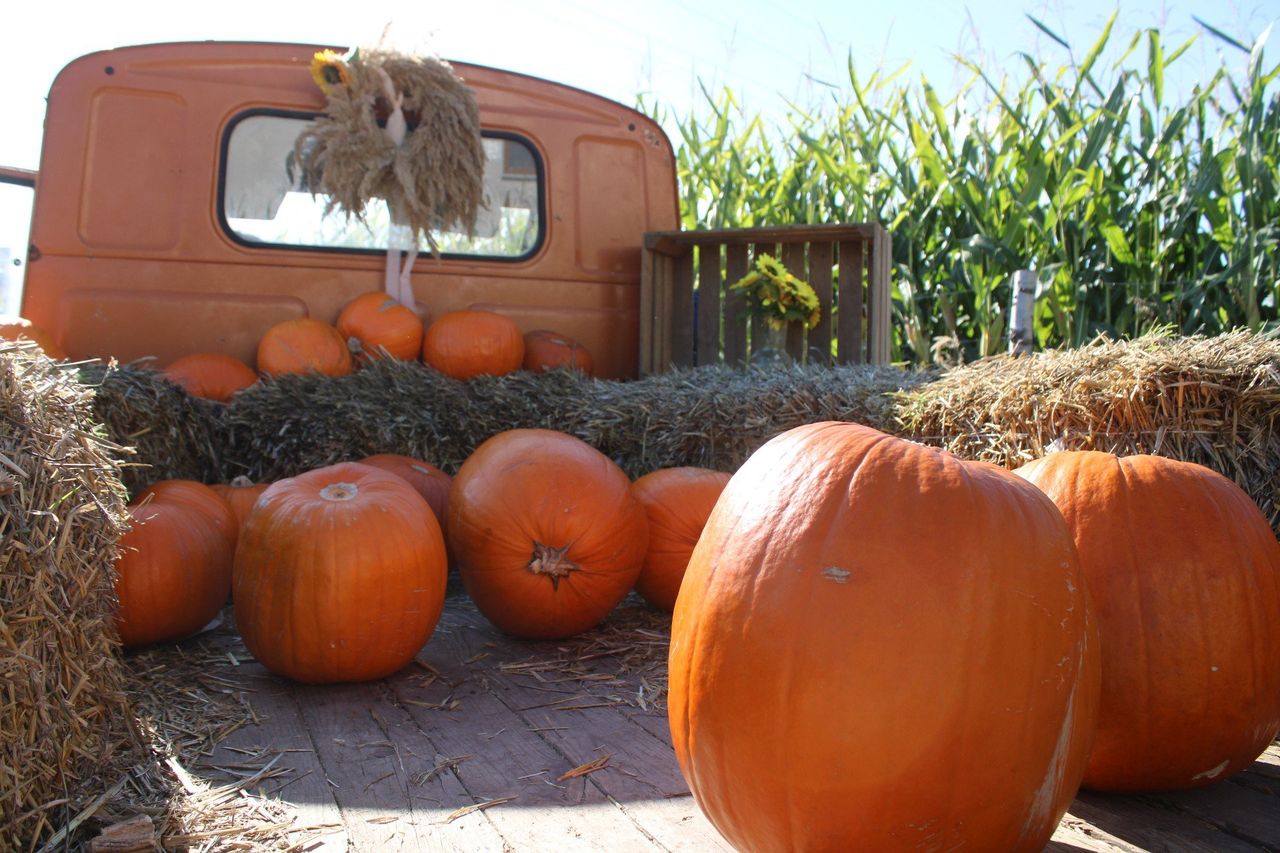 Anglia: Wyhodowali największą dynię na świecie. To nowy rekord