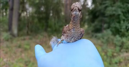 Rzadki widok. Ptak, który zachowuje się jak wąż. Pokazali nagranie