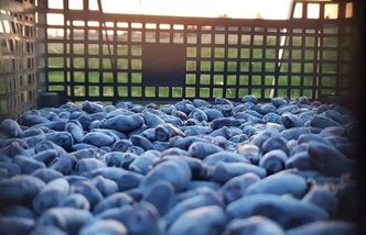 Oto polski superowoc. Jesteśmy absolutnym potentatem w produkcji jagody kamczackiej