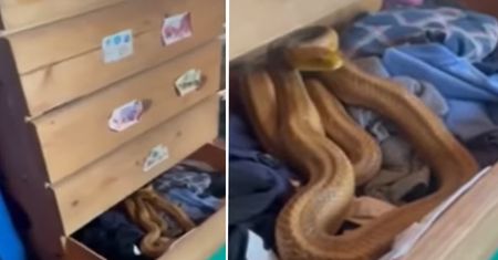 Wystraszyli się nie na żarty. Znaleźli go w szufladzie