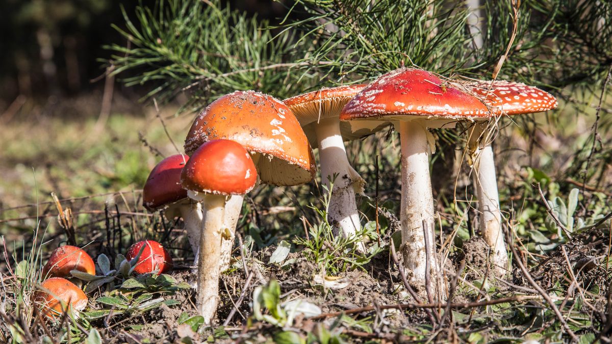 Zmiany klimatyczne kształtują polskie lasy
