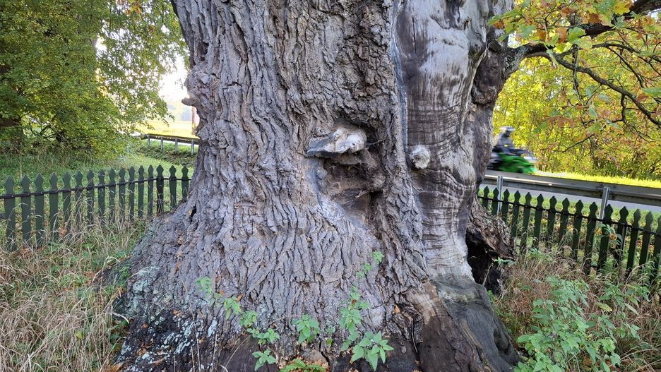 Dąb im. Jana Bażyńskiego w Kadynach - najgrubszy dąb w Polsce