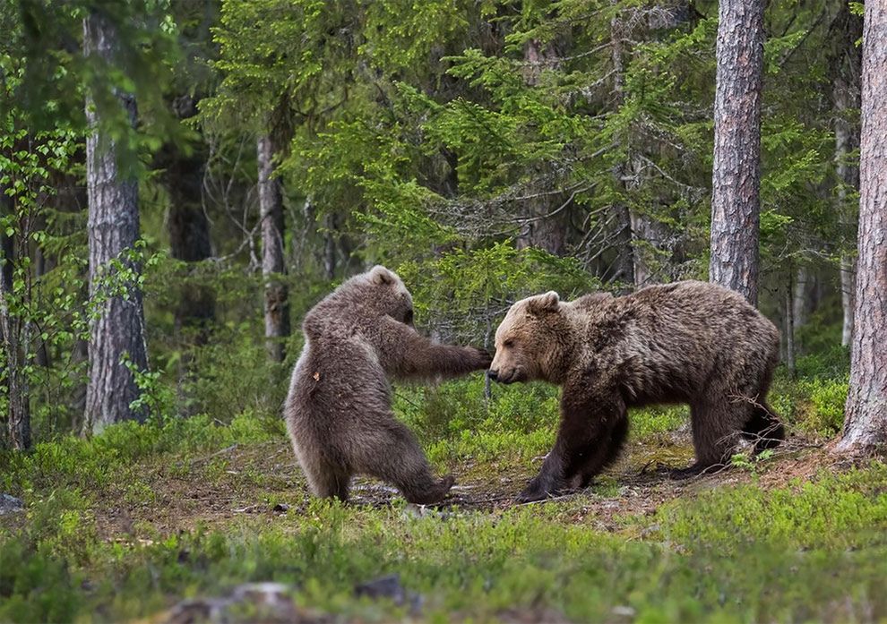 Najzabawniejsze zdjęcia finalistów The Comedy Wildlife Photography Awards 2017 26
