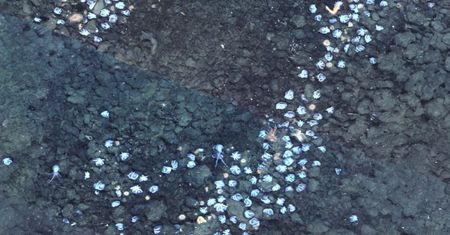 Niezwykłe odkrycie naukowców. Znaleźli kolonie ośmiornic w ciemnych głębinach oceanu