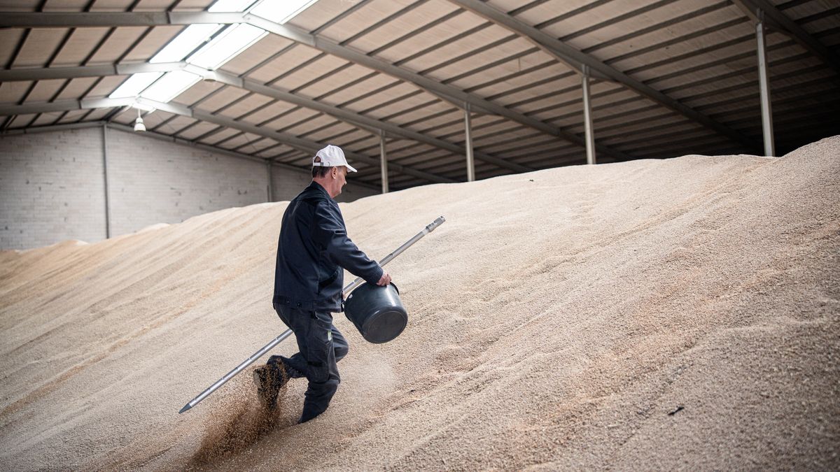 A worker prepares to take a sample of wheat grain in a storage granary at Aranka Malom kft mill in Bicske, Hungary on Tuesday, May 16, 2023. The Black Sea deal has allowed Ukraine to ship more than 30 million tons of produce from three major ports, helping to bring down global food prices down after they spiked following Russia's invasion. Photographer: Akos Stiller/Bloomberg via Getty Images