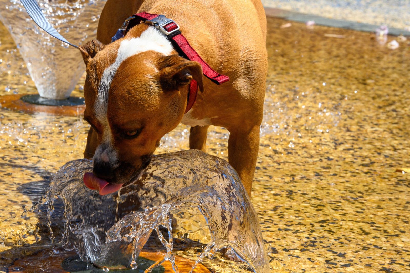 Upał odczuwają się tylko ludzie, ale i zwierzęta 