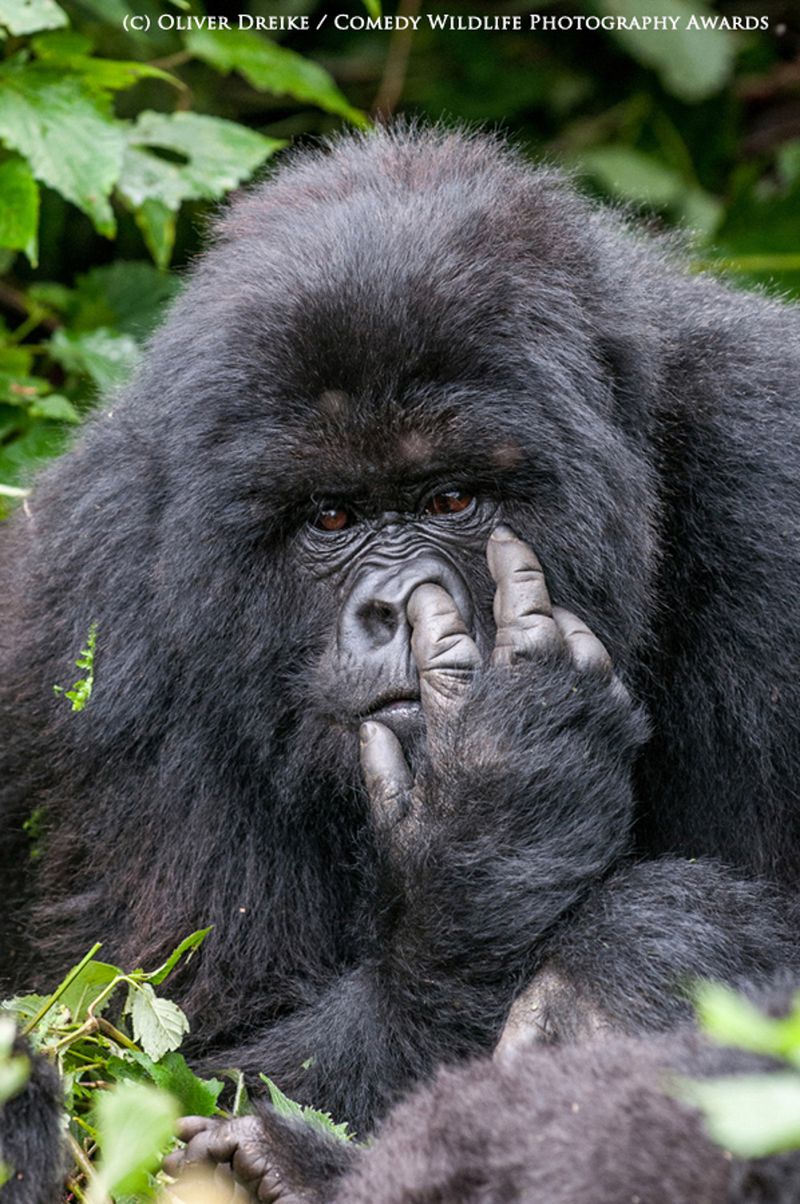 Fotografia przyrodnicza na bardzo wesoło, czyli konkurs 2015 Comedy Wildlife Photography Awards 7