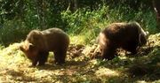 Wielka wyżerka niedźwiedzi. Nagranie leśników hitem internetu
