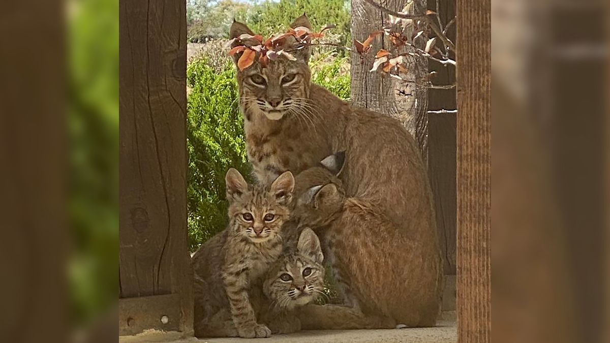 Kobietę odwiedziła samica rysia z młodymi. Efektem są piękne zdjęcia 1