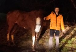 Policjanci nie kryli zaskoczenia. Ukradł klacz i chciał z nią wejść do bloku