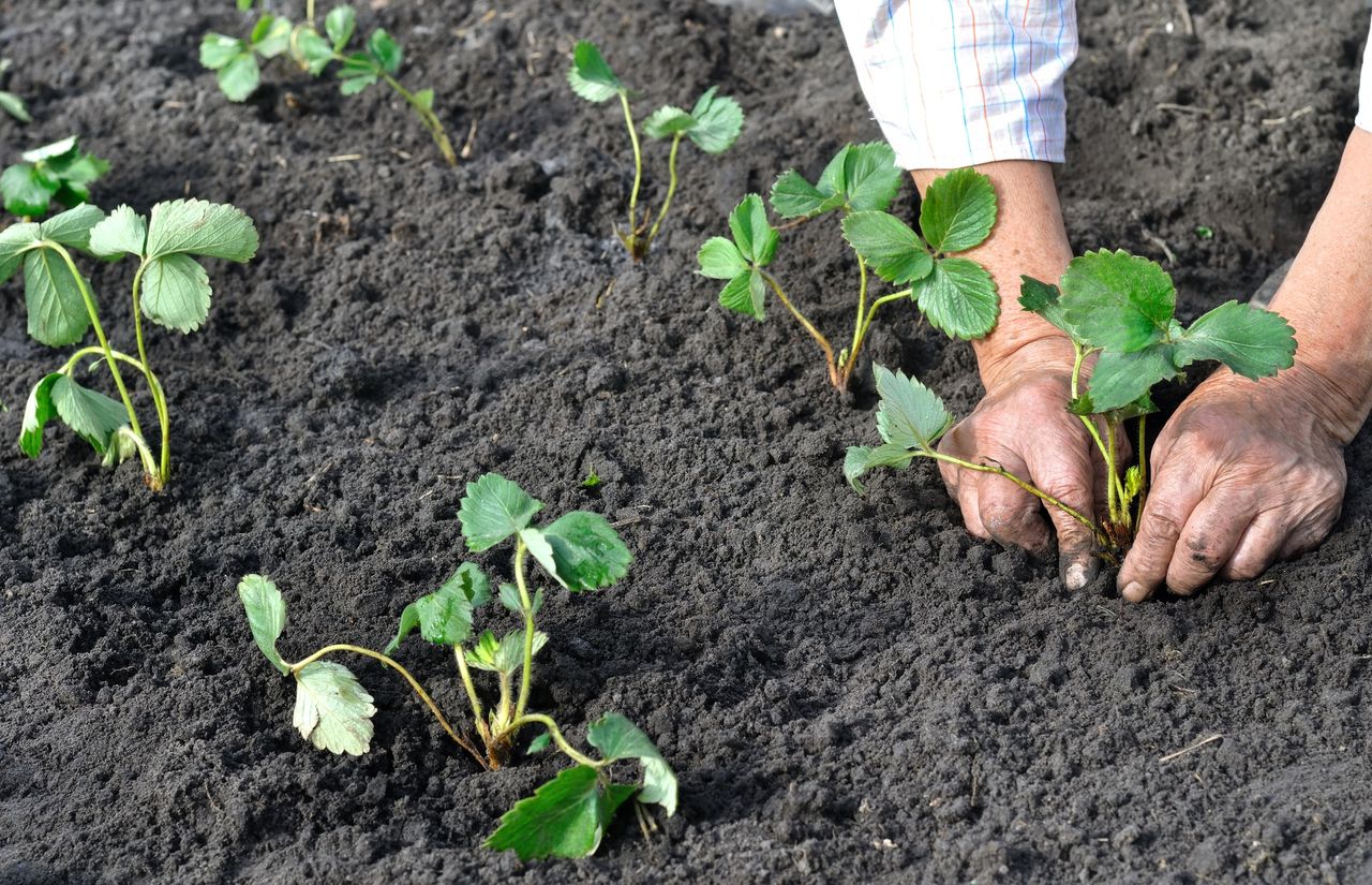 Kiedy sadzić truskawki? Ten termin jest odpowiedni