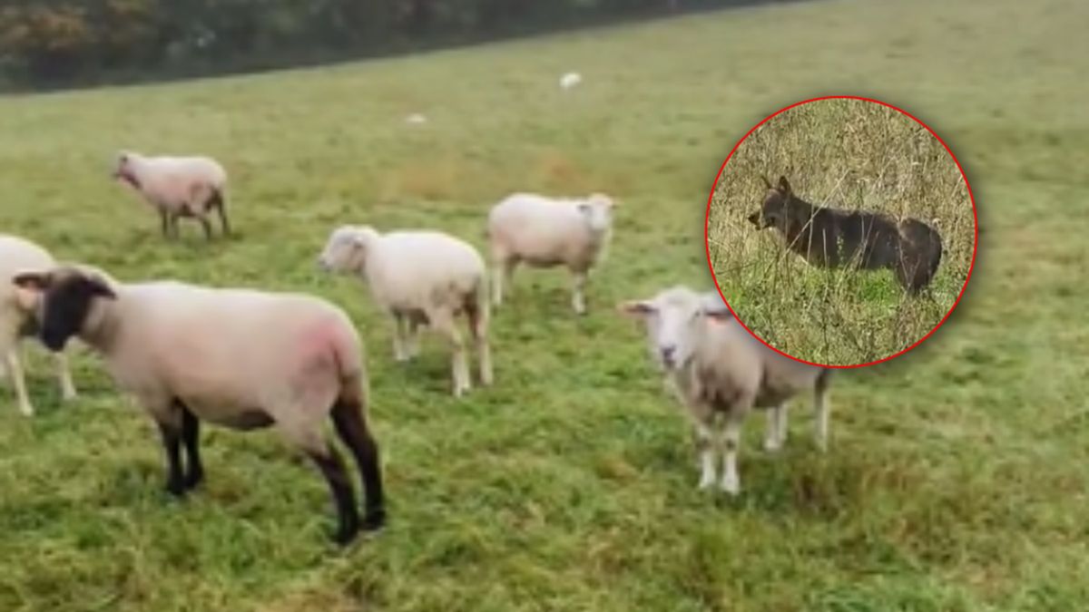 Wilki zagryzły owce.