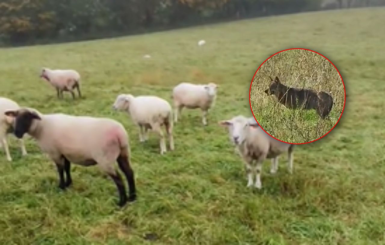 Szokujący atak wilków. Zagryzły 30 owiec. "To była rzeź"