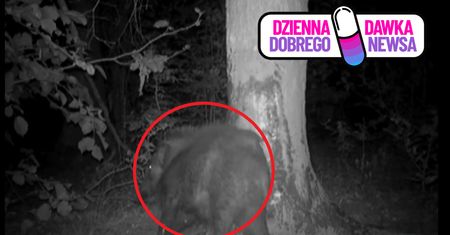 Leśne SPA. Fotopułapka przyłapała je "na gorącym uczynku"